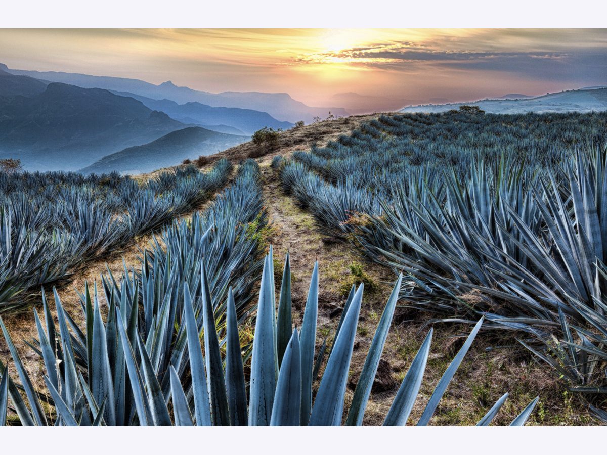 Tequila Company